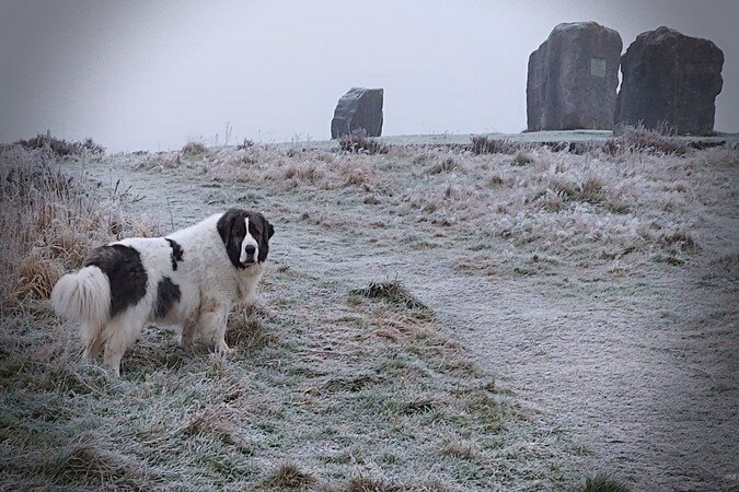Gabasa, Mastín del Pirineo criado en Reis D'Aragón, viviendo con su familia en Inglaterra