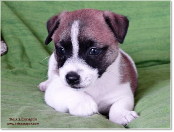 Cachorro Jack Russell Terrier de Reis D'Aragón. Camada "A"