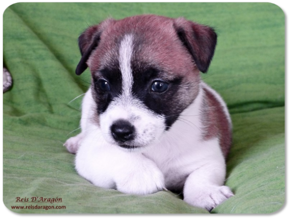 Cachorro Jack Russell Terrier camada "A" de Reis D'Aragón