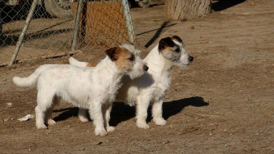 Dos Jack Russell Terrier adultos de perfil del criadero Reis D’Aragón, perros activos y equilibrados