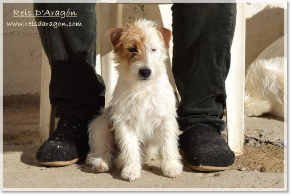 Jack Russell Terrier Campanilla de Reis D'Aragón