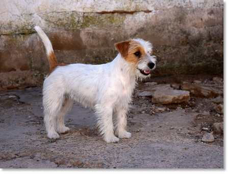 Campanilla de Reis D’Aragón “Campi”, female Jack Russell Terrier raised at home