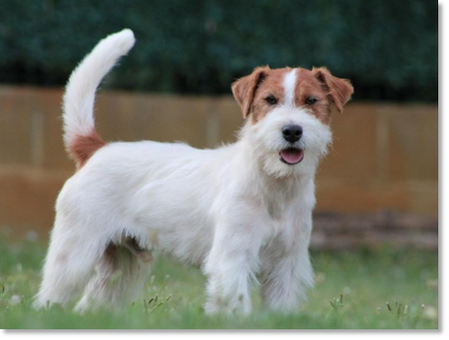 Horadada Mynor “Champi”, male Jack Russell Terrier from Reis D’Aragón kennel