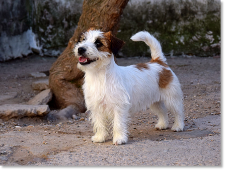 Romina de El Roc D’Auró “Romi”, hembra Jack Russell Terrier retirada de la cría