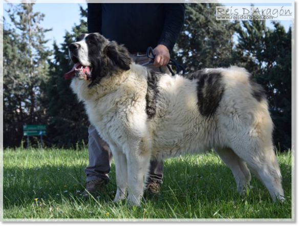 Madre de los Cachorros Yebra de Basa de Reis D'Aragón