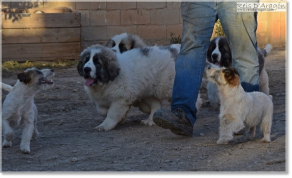 Jack Russell Terrier y cachorros Mastín del Pirineo