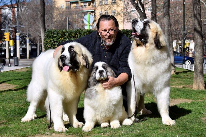 Santiago junto a Wonder Boy de Font Roja y sus hijos Riglos y Sabiñánigo, Mastines del Pirineo criados en Reis D'Aragón